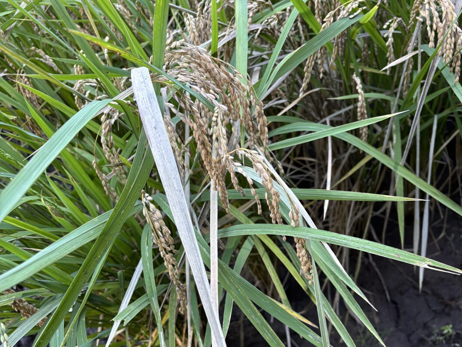 「WISHプロジェクト」☆岳の楽舎☆稲刈りに行ってきました！！